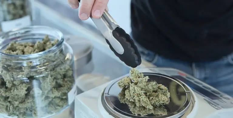 Understanding the Different Types of Cannabis 3 demoImg1 768x390 1